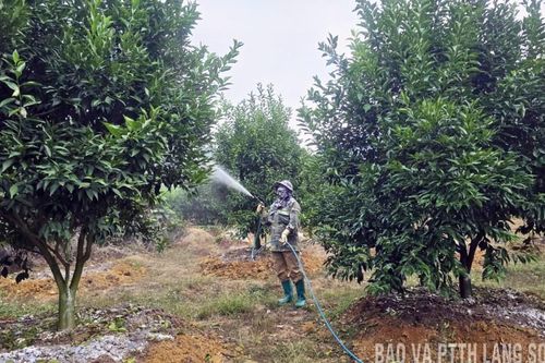 Vũ Lăng: Phát triển kinh tế từ cây có múi