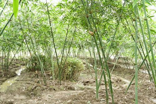 Đông Cuông trồng thử nghiệm thành công cây tre măng lục trúc
