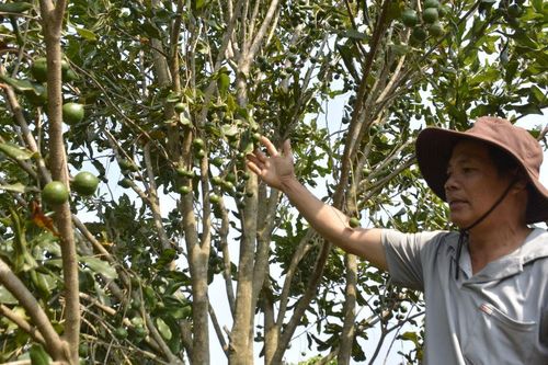 'Nữ hoàng' các loại hạt đang mùa bội thu
