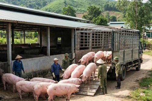 Giá heo hơi hôm nay 29/4 duy trì ổn định, mức cao nhất đạt 69.000 đồng/kg