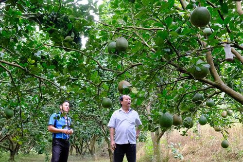 Nông dân Lâm Đồng vượt 'bão giá' giữ nhịp sản xuất