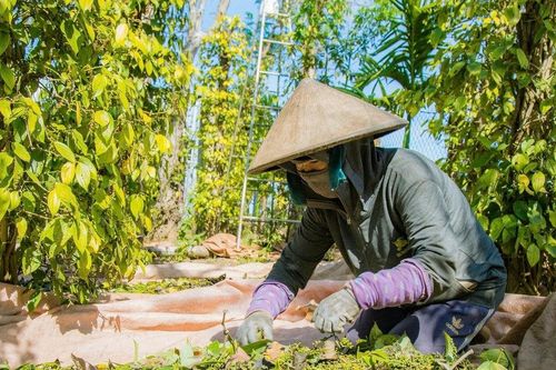 Giá tiêu hôm nay 29/4/2026: Giá nội địa đi ngang, xuất khẩu sang Đức tăng trưởng mạnh