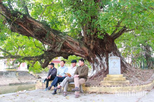Gìn giữ nét đẹp văn hóa lịch sử của cây di sản