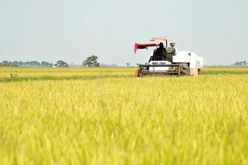 Khẩn trương thu hoạch lúa đông-xuân