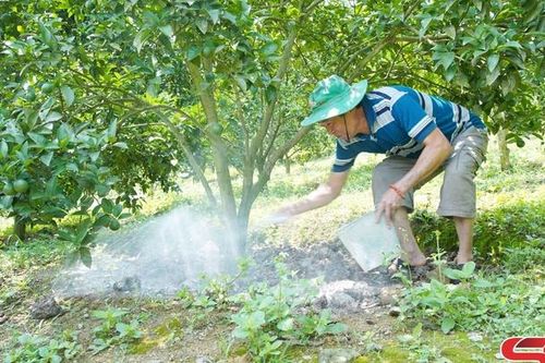 Nâng cao chất lượng trái cây trước mùa thu hoạch