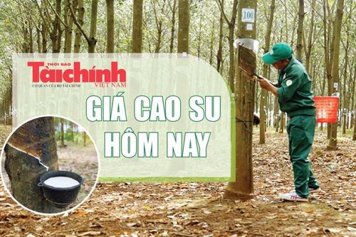 Ngày 29/4: Giá cao su thế giới biến động vì áp lực chi phí