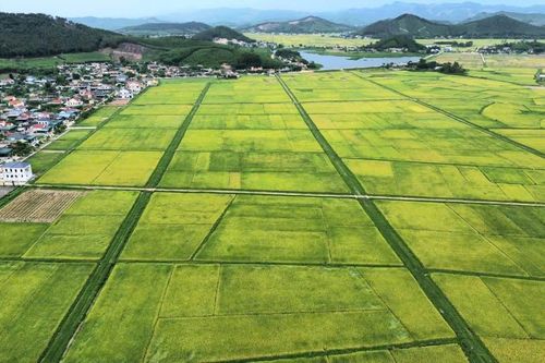 Nghệ An: Ban hành Chỉ thị tăng cường công tác chỉ đạo sản xuất vụ Hè Thu năm 2026