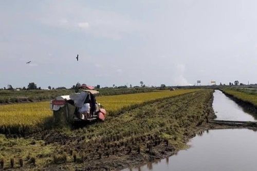 HTX kiểu mới là lời giải cho bài toán nâng giá trị gạo Việt