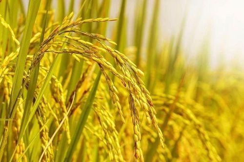 'Lúa chín cúi đầu' và những khác biệt trong cách hiểu văn hóa