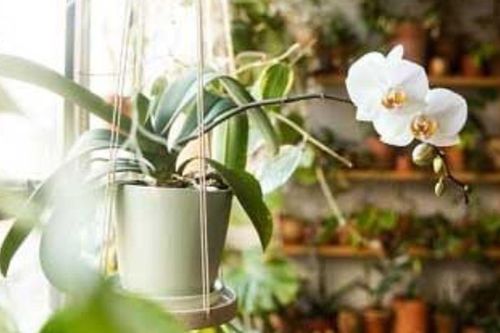 Loài hoa vừa đẹp vừa 'có gu', một chậu hoa nhỏ cũng có thể thay đổi cả 'khí chất' căn nhà bạn