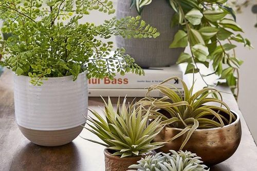 Cách phối cây cảnh khiến phòng khách đơn giản cũng trở nên sang trọng