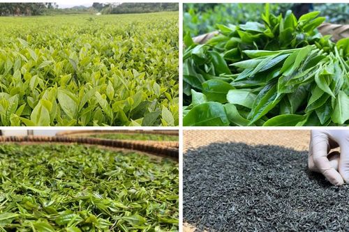 Phát triển nông nghiệp theo chuỗi giá trị: Từ liên kết sản xuất đến kiến tạo hệ sinh thái bền vững