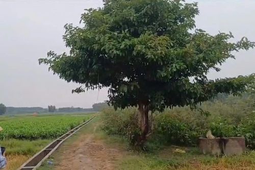 'Thiên Lôi' hại người