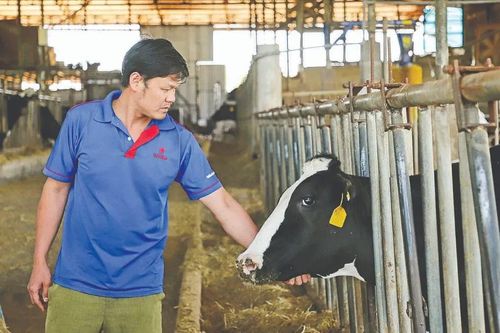 Đổi đời nhờ dòng sữa trắng