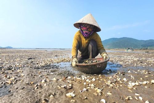 Hà Tĩnh: Nghêu chết nổi trắng bãi triều