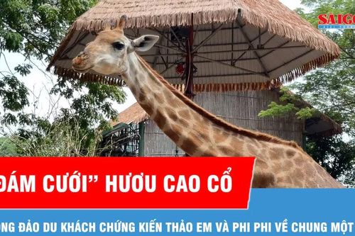 Thảo Cầm Viên Sài Gòn tổ chức đám cưới cho hươu cao cổ Thảo Em