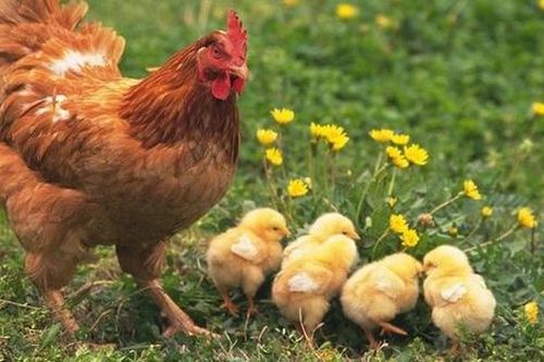 CDC Mỹ cảnh báo bùng phát lây nhiễm vi khuẩn Salmonella do gia cầm nuôi tại nhà