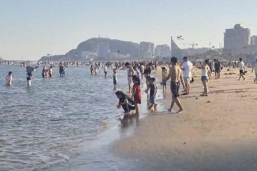 Sâu biển dày đặc, nhiều du khách đến Vũng Tàu ngao ngán