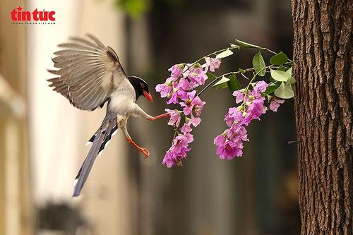 Chim Giẻ cùi mỏ đỏ xuất hiện giữa phố Nguyễn Du thu hút người yêu thiên nhiên