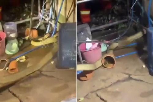 Bắt sống rắn hổ mang chúa dài 4 mét ẩn nấp trong bếp nhà dân