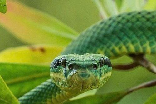 Đang ngồi ở nhà, người đàn ông 41 tuổi bị loài rắn 'cực độc' cắn