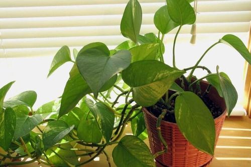 5 loại cây quen mặt nhưng tiềm ẩn rủi ro sức khỏe: Đừng đặt bừa trong phòng kín