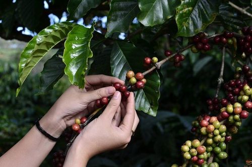 Giá nông sản hôm nay (30/4): Giá cà phê bật tăng, hồ tiêu đi ngang