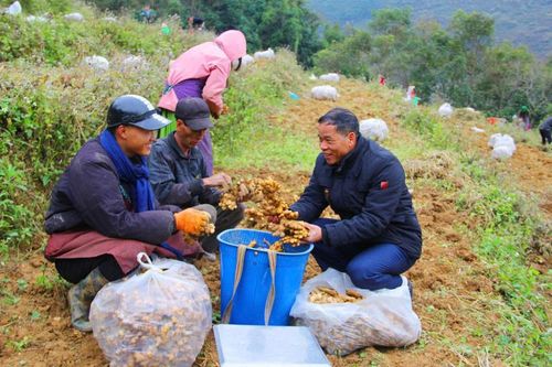 'Hồi sinh' vùng đá xám nơi địa đầu Tổ quốc từ cây gừng