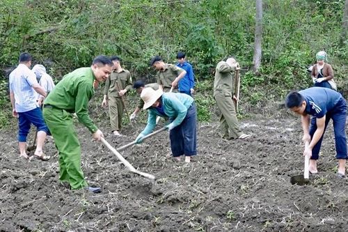 Trồng khoai mán ruột vàng - hướng mở sinh kế cho người dân xã Quan Sơn
