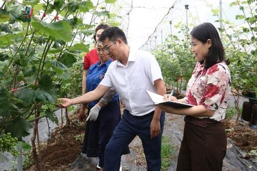 Nho cao cấp từ phòng thí nghiệm ra đồng ruộng Bắc Ninh