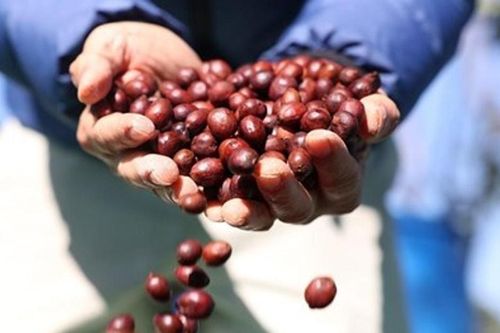 Thị trường cà phê Trung Quốc bùng nổ thực đơn trái cây, mở cơ hội cho nông sản Thái Lan