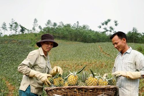 Nhọc nhằn cung đường của dứa