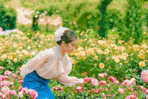 Hành trình của loài hoa biểu tượng hòa bình