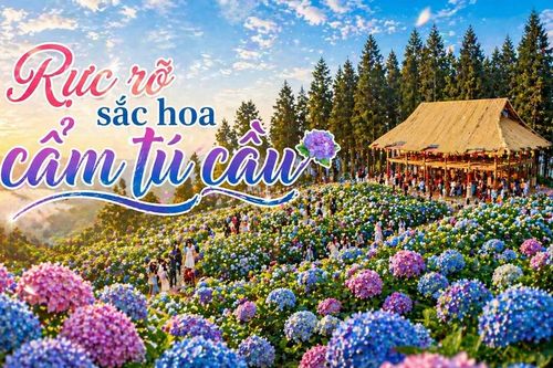 Rực rỡ sắc hoa cẩm tú cầu