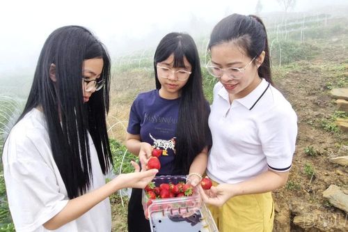 Hấp dẫn trải nghiệm hái dâu tây, ngắm hoa hồng ở Y Tý