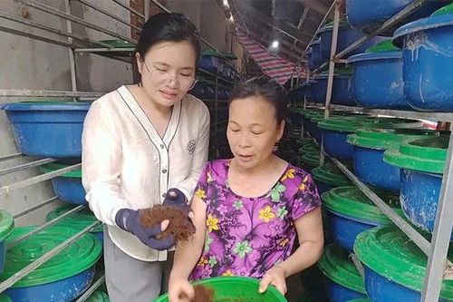 Nuôi đuông dừa - hướng làm giàu mới ở Văn Lang