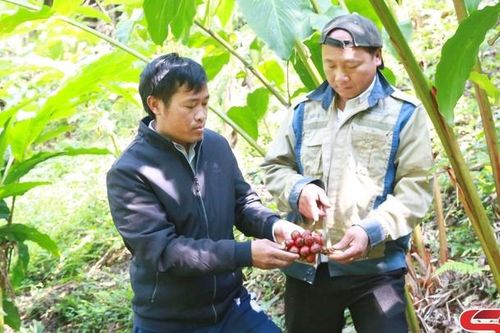 Xím Vàng có nhiều mô hình kinh tế phù hợp