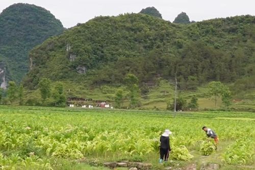 Ổn định thu mua thuốc lá nguyên liệu ở Cao Bằng: Không để người dân chịu thiệt, không để đứt gãy vùng nguyên liệu