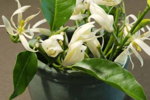 5 loại cây cảnh đặt sai trong phòng kín, sức khỏe có thể bị ảnh hưởng âm thầm