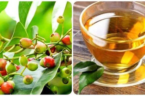Bài thuốc chữa bệnh từ lá vối