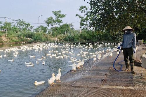 Phú Xuyên: Nâng cao hiệu quả kinh tế từ mô hình chăn nuôi vịt thương phẩm