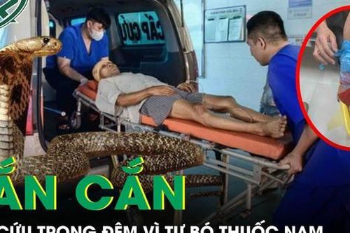 Rắn độc bò vào nhà cắn, người bệnh 41 tuổi phải cấp cứu trong đêm
