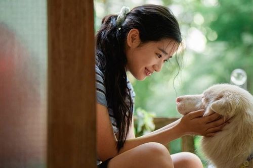 Tạm Biệt Gohan: Một chú chó hoang, 3 cuộc đời và 3 lần chia ly thấm đẫm nước mắt