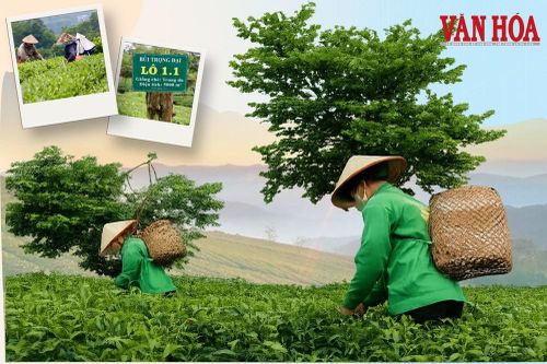 Giữ hồn trà đạo, vươn tầm thương hiệu chè tại Thái Nguyên