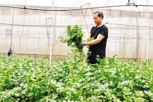 Nâng cao chuỗi giá trị cây trồng an toàn