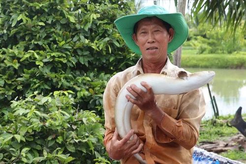 'Vua' cá chình và hành trình mở đường làm giàu