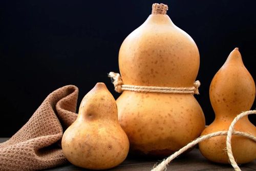 Quả bầu - từ món ăn dân dã đến vật phẩm cổ xưa của nhân loại