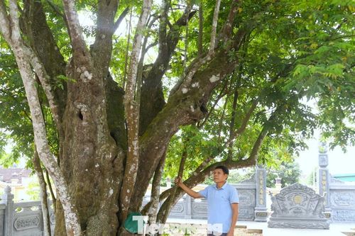 Cây khế 'sống khỏe' suốt 400 năm, gắn với phong trào Xô Viết Nghệ Tĩnh