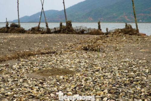 Vì sao hơn 250 tấn ngao chết trắng bãi ở Hà Tĩnh?