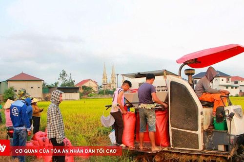 'Ăn lễ' trên đồng lúa chín